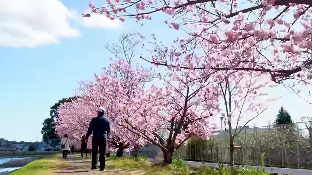 日本樱花季 满樱